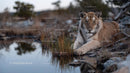 Majestic Tiger Relaxing by a Serene Water's Edge