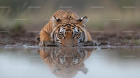 Majestic Tiger Reflecting in Tranquil Water