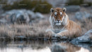 Majestic Tiger Resting by a Tranquil Water's Edge