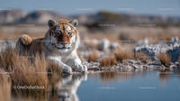 Majestic Tiger Resting by Tranquil Water in Grassland