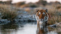 Majestic Tiger in Natural Habitat by Water's Edge