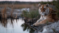 Majestic Lion Resting by Tranquil Riverbank at Dusk