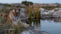 Majestic Tiger by a Tranquil Waterhole in the Wild