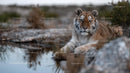 Majestic Tiger Resting by a Tranquil Water Reservoir