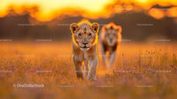 Lion Cub Strolling Through African Savanna at Sunset