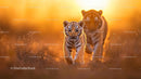Tiger Cub Walking Through Grass in Golden Sunset