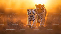 Tiger Cub Walking Through Grass in Golden Sunset