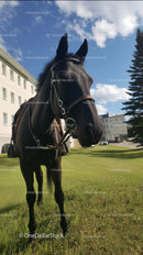 Majestic Black Horse in a Sunny Urban Landscape