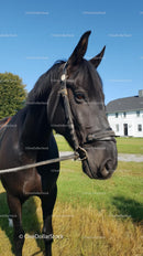 Black Horse in Harness on a Sunny Day in the Countryside