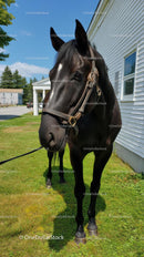 Black Horse Standing Gracefully on a Sunny Day