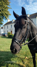 Majestic Black Horse in Sunny Countryside