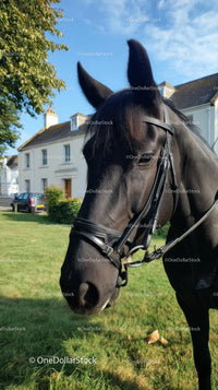 Majestic Black Horse in Sunny Countryside
