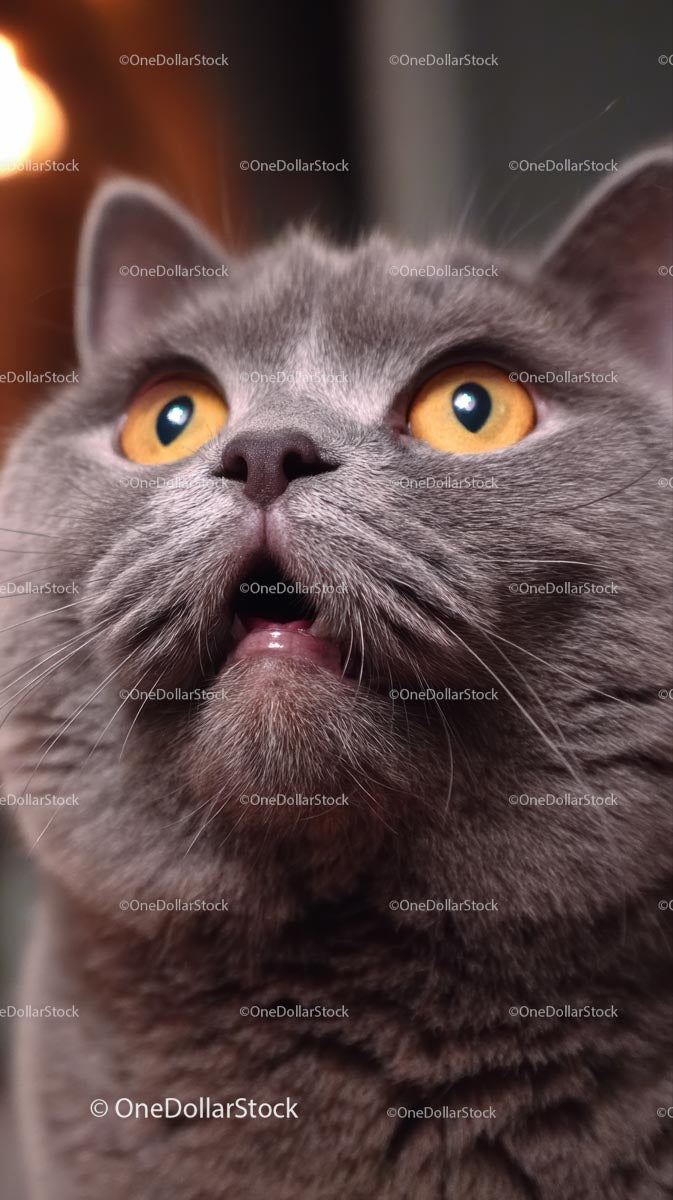 Curious British Shorthair with Golden Eyes