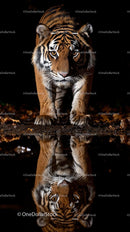 Majestic Tiger with Reflective Gaze in the Night