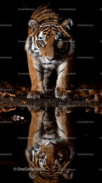Majestic Tiger with Reflective Gaze in the Night