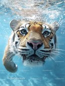 Majestic Tiger Swimming Underwater in Clear Blue Waters