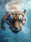 Bengal Tiger Underwater Displaying Fierce Majesty