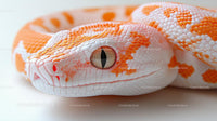 Close-Up of Albino Snake with Vibrant Orange Scales