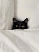 Black Cat Peeking from Under White Sheets in Cozy Bed