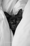 Curious Black Cat Peeking from White Sheets