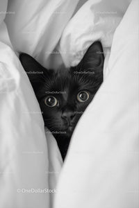 Curious Black Cat Peeking from White Sheets