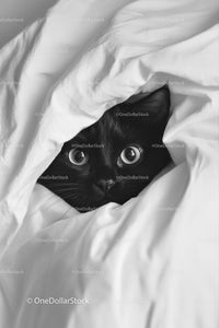 Black Cat Peeking from Under White Sheets