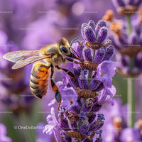 Honeybee Pollinating Vibrant Lavender in Spring