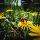 Bee Pollinating Vibrant Yellow Dandelions in Spring