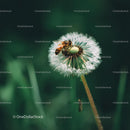 Bee on Dandelion in Blooming Meadow