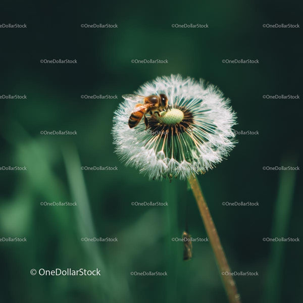 Bee on Dandelion in Blooming Meadow