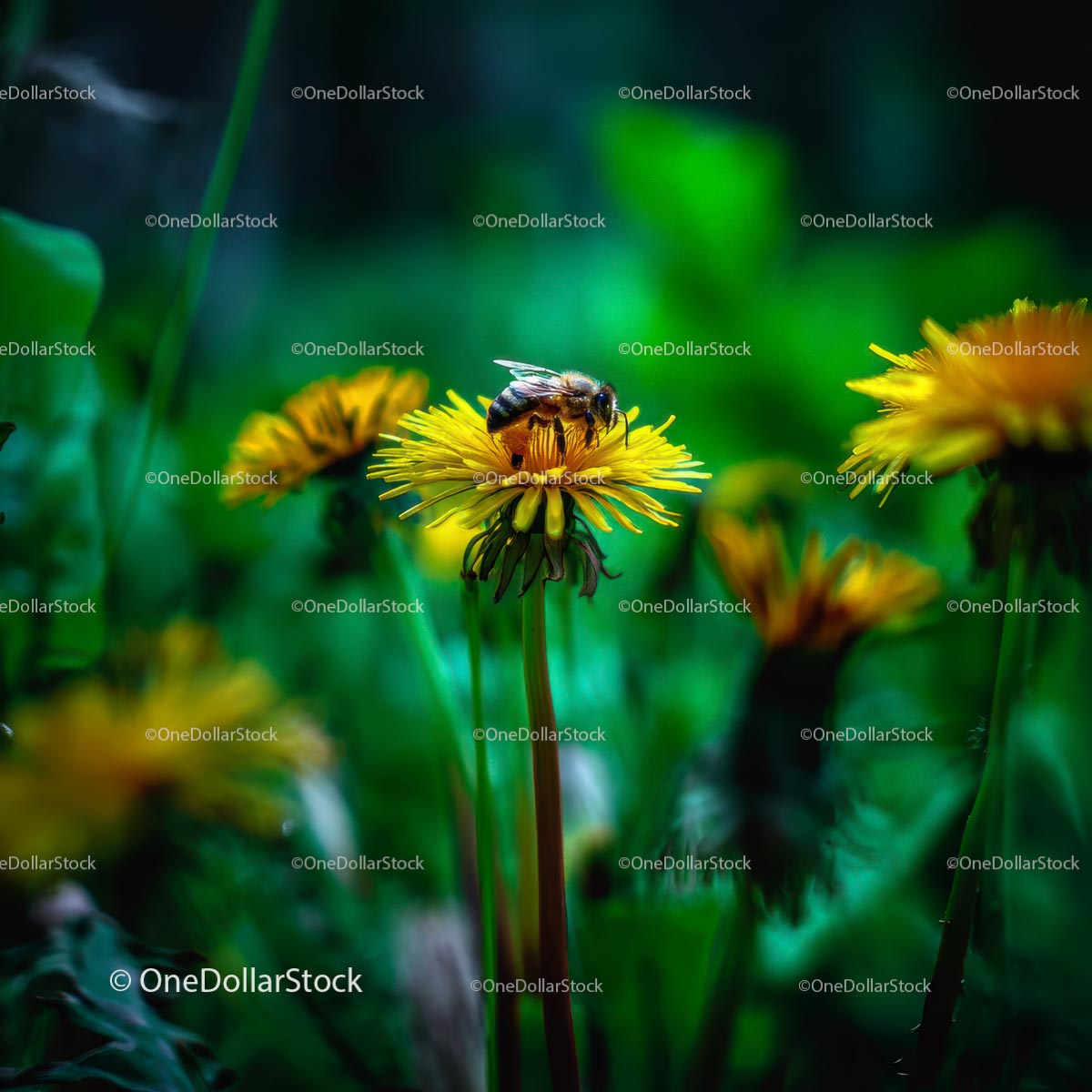 Bee Pollinating Yellow Dandelion Flower in Lush Greenery