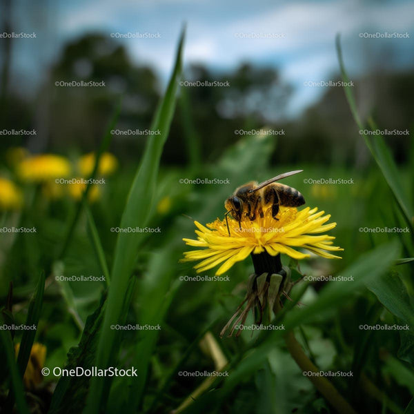 Honeybee Pollinating Dandelion in Spring Meadow