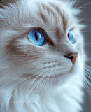 Close-Up of Fluffy Cat with Mesmerizing Blue Eyes