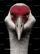 Close-Up Portrait of a Majestic Crane with Red Crown