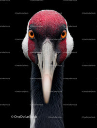 Red-Crowned Crane Close-Up Against Black Background