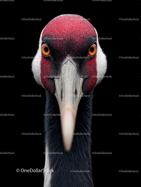 Red-Crowned Crane Close-Up Against Black Background