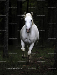 Majestic White Horse Galloping Through Forest