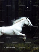 White Horse Galloping Through Misty Forest