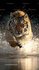 Tiger Charging Through Water in Majestic Display