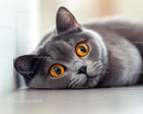 British Shorthair with Striking Orange Eyes Relaxing