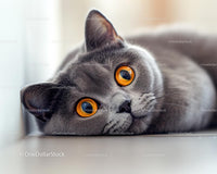 British Shorthair with Striking Orange Eyes Relaxing