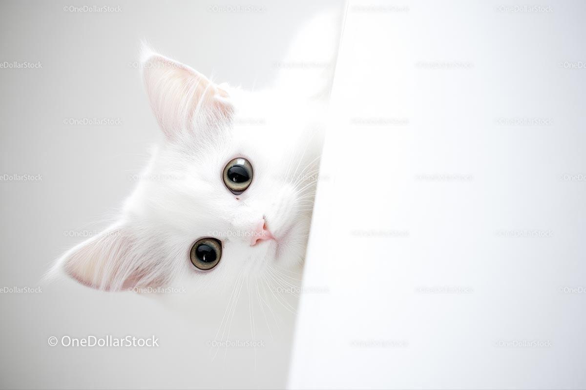 Fluffy White Kitten Peeking with Bright Curious Eyes