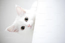 Fluffy White Kitten Peeking with Bright Curious Eyes