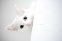 Fluffy White Kitten Peeking with Bright Curious Eyes