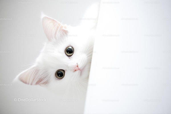 Fluffy White Kitten Peeking with Bright Curious Eyes