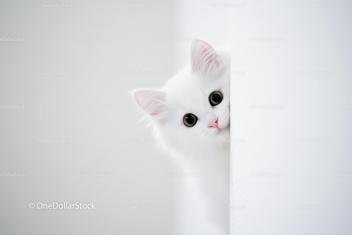 Curious White Cat Peeking Around the Corner