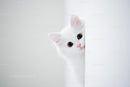 Curious White Cat Peeking Around the Corner