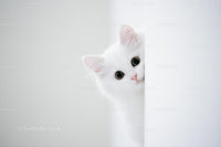 Curious White Cat Peeking Around the Corner