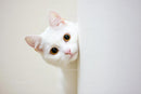 Curious White Cat Peeking Around Corner