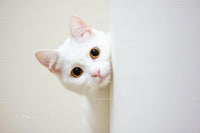 Curious White Cat Peeking Around Corner